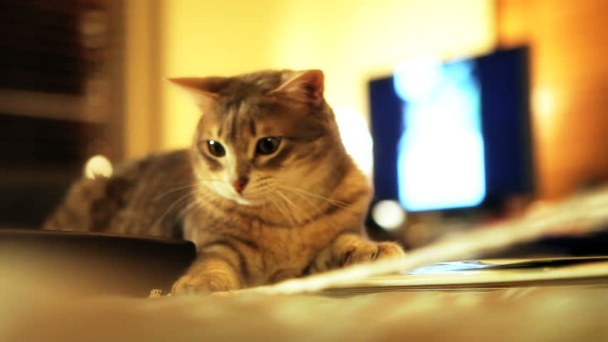 Cat Playing With String Stock Footage Video 6497381 - Shutterstock Cat Playing With String Stock Footage Video 6497381 - Shutterstock