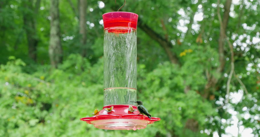 A Female Ruby Throated Hummingbird Stock Footage Video 100