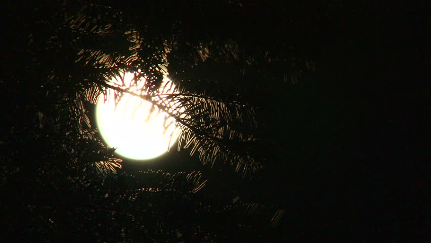 Full Moon Shines Bright Behind Old Tree Branches Blowing In The Wind ...