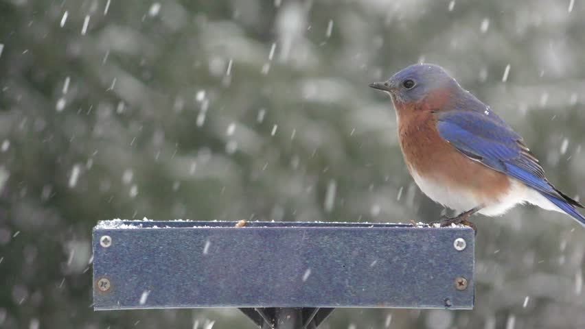 Pair Of Eastern Bluebirds Sialia Stock Footage Video 100 Royalty