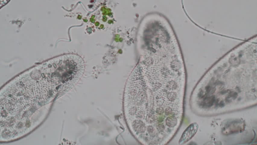 Header of bacterium