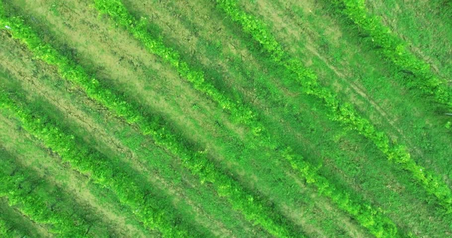 Header of vinery