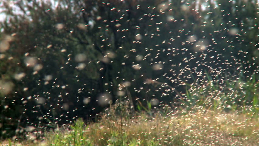 Thousands Of Mosquito Swarm Stock Footage Video 23938792 | Shutterstock