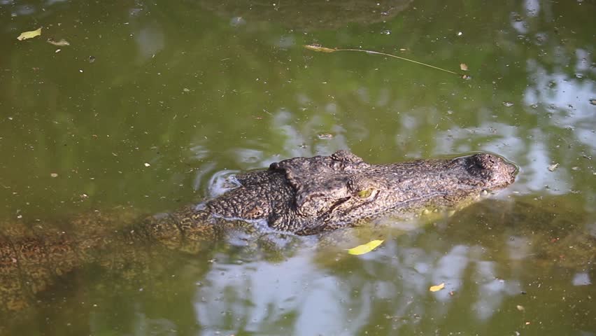 Saltwater Crocodile, Kimberley Region, Australia Stock Footage Video ...