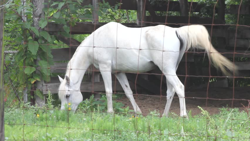 White Horse Eating Grass Behind Fence At Corner Of A Barn