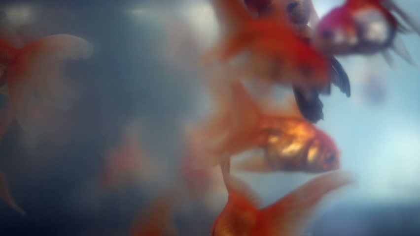 Koi Floating Upside Down