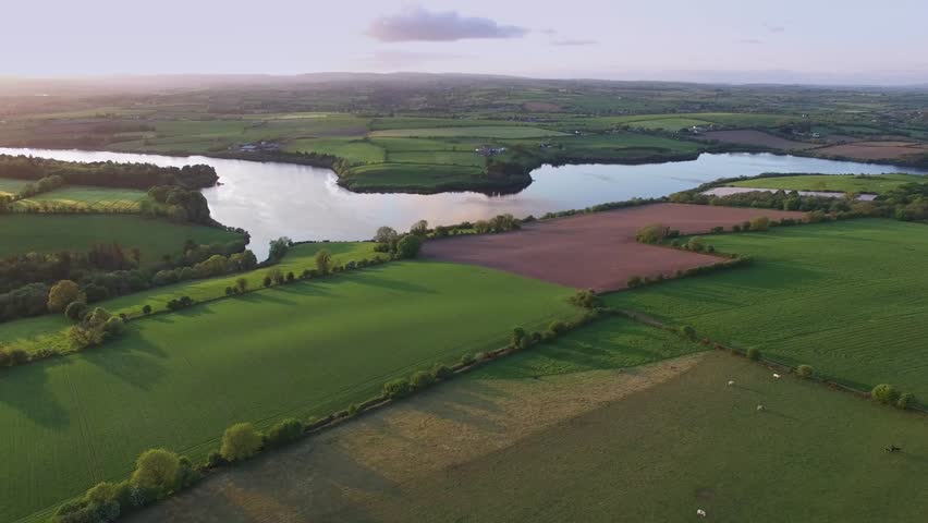view over a running cattle through a green field in the Lee Valley, Co Cork, Ireland. River Lee and Farran Woods in the background