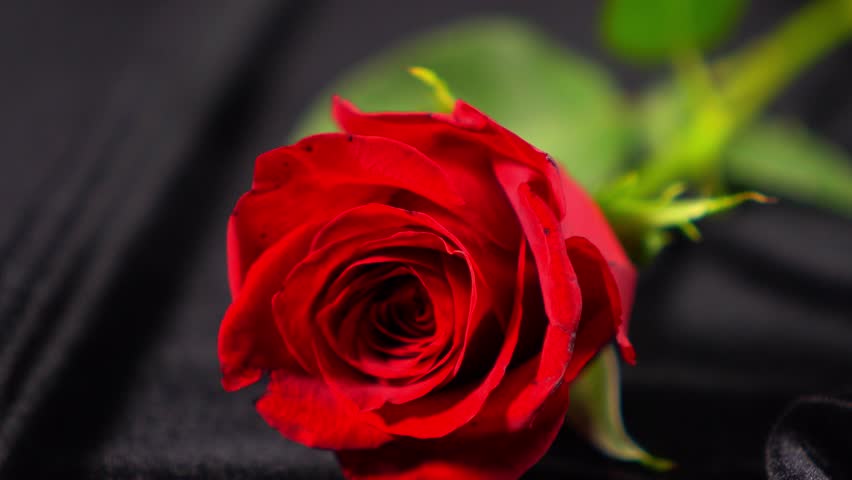 Spraying Water On Flower Red Rose Shooting With High Speed Camera ...