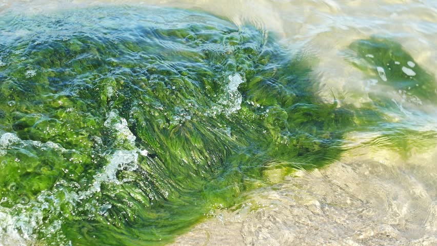 Водоросли гиф. Gif algae. Фото круги над водой с морскими водорослями гиф.