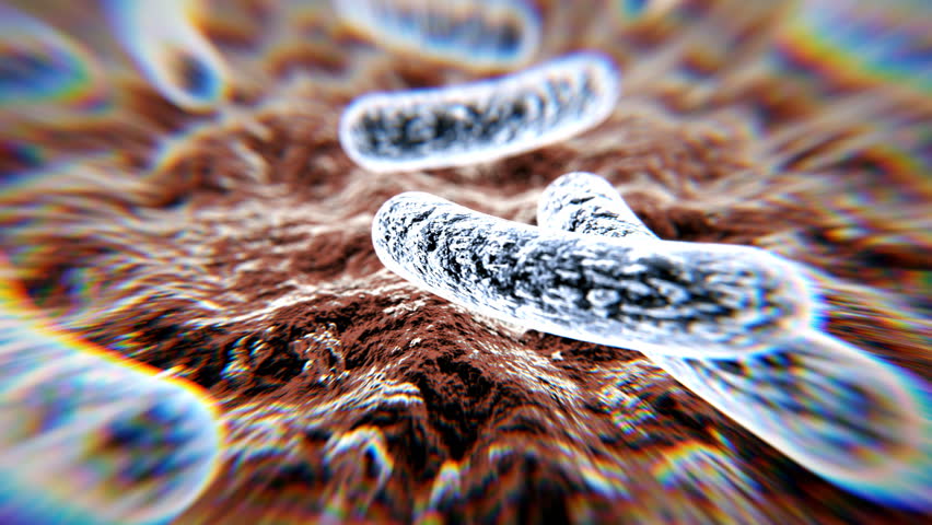 escherichia-coli-definition-meaning