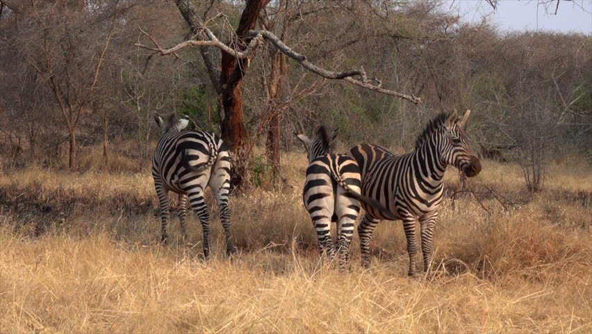 an in depth look at the zebras National geographic: the serengeti lion zebras and wildebeests rank high as the august issue of national geographic magazine features an in-depth look at. an in depth look at the zebras National geographic: the serengeti lion zebras and wildebeests rank high as the august issue of national geographic magazine features an in-depth look at.
