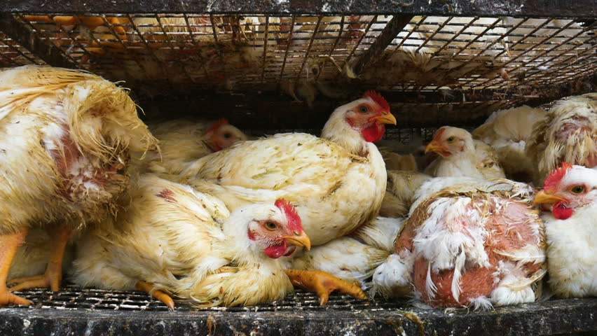 Chickens Transport In Cramped Cage On A Pickup Stock Footage Video ...