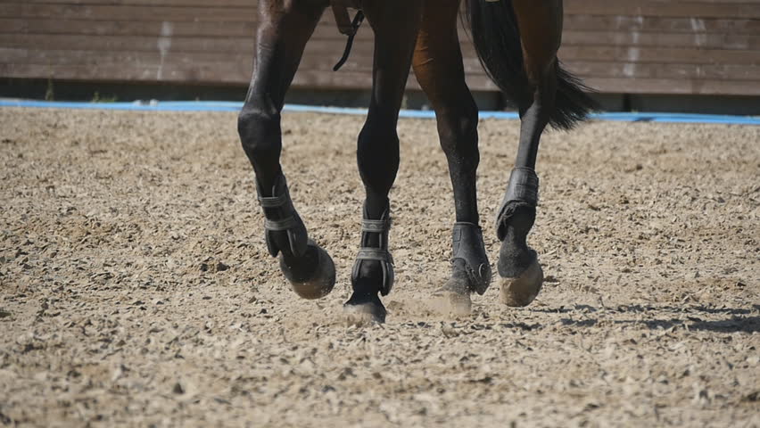 Foot Of Horse Walking On The Sand. Close Up Of Legs Of Stallion ...