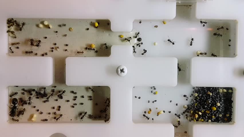 Header of formicarium