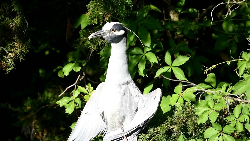 Header of yellow-crowned night heron