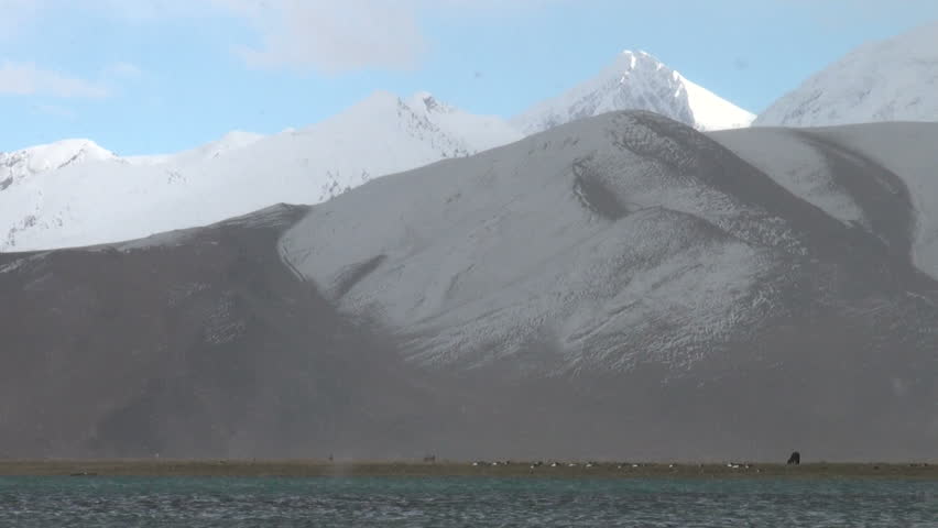 Header of karakul