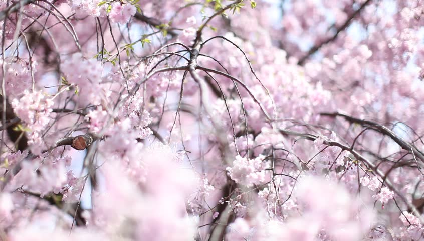 Cherry blossom pink japan pussy