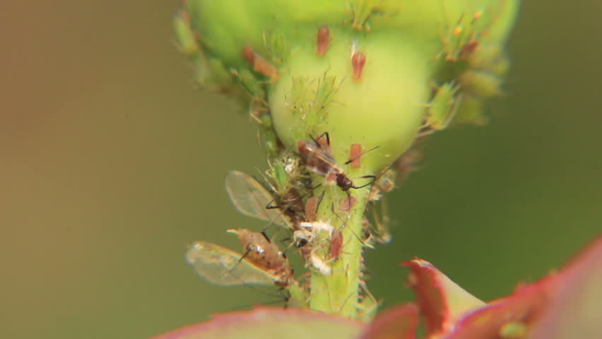 Red Ant Working In Team And Eating Insect On Dragon Fruit Flower ...