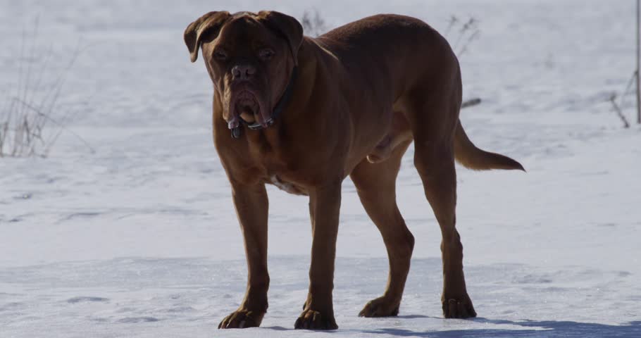 Header of jowl