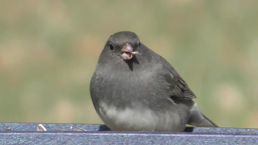 Dark-eyed junco - Junco hyemalis image - Free stock photo - Public ...