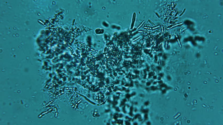 Header of sample