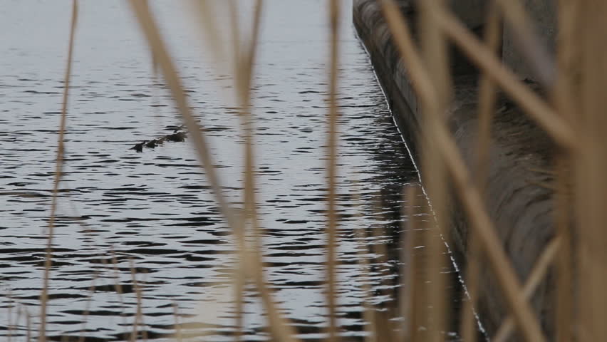 Header of curb