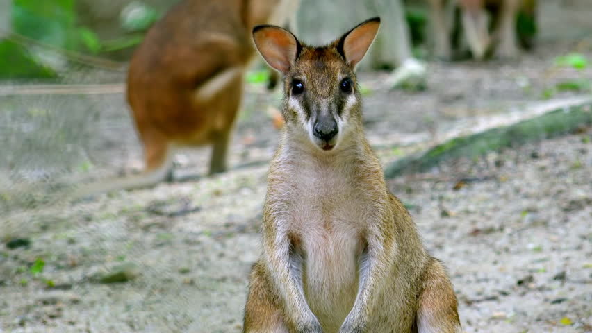 Swamp Wallaby (wallabia Bicolor) Close Up Face Stock Footage Video ...