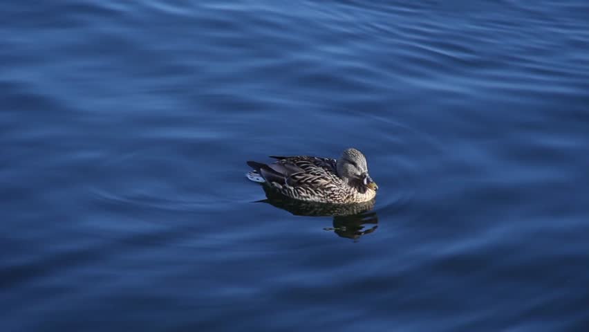 تصویر مرتبط