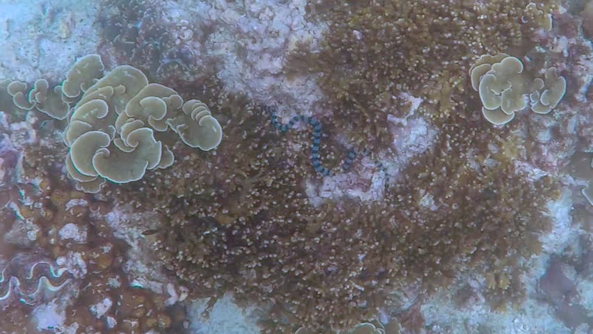 Header of Laticauda