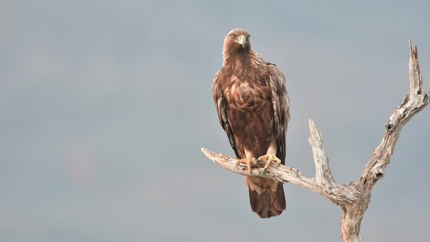 Golden Eagle Sitting On A Stock Footage Video 100 Royalty Free 25347479 Shutterstock