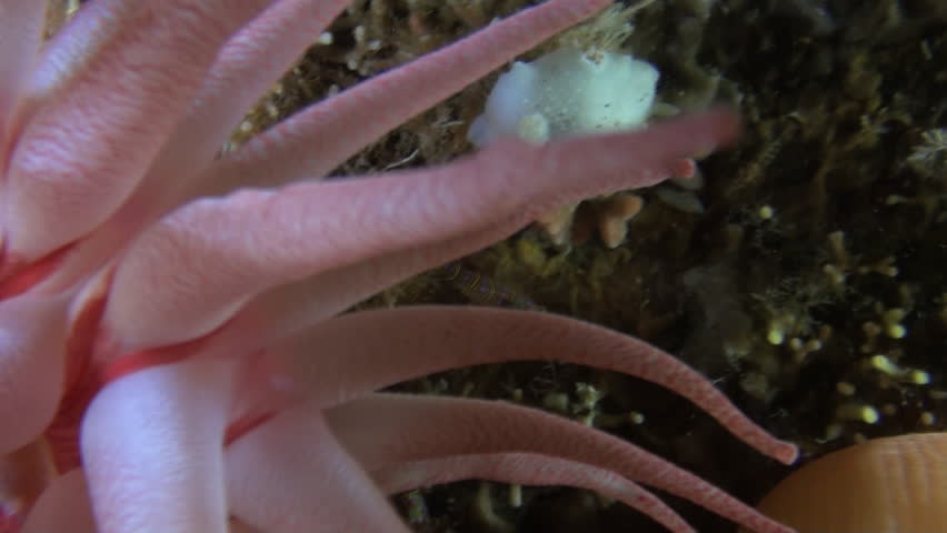 Header of Actinia anemone