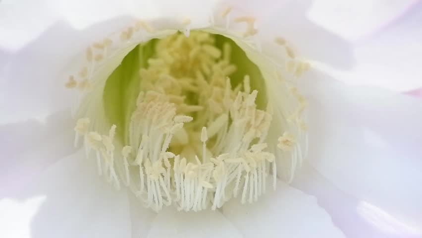 Header of Echinopsis