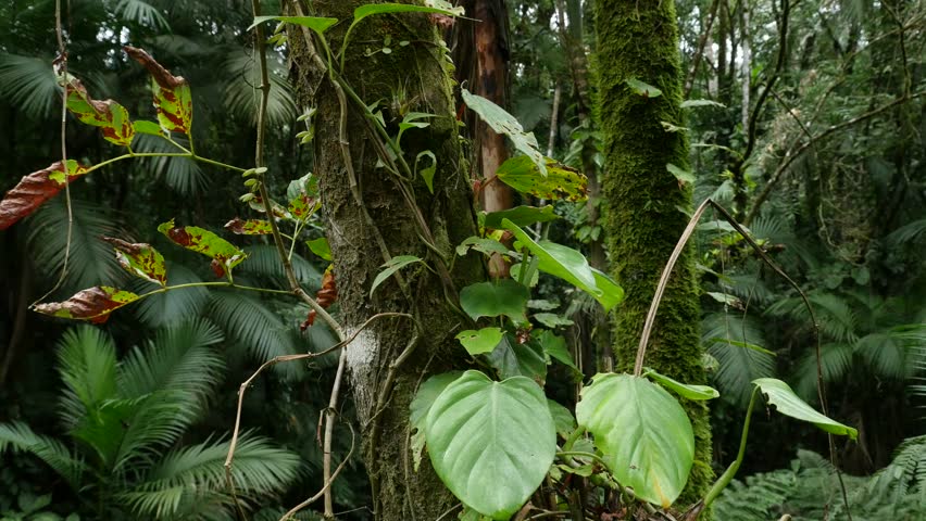 producers-in-the-rainforest