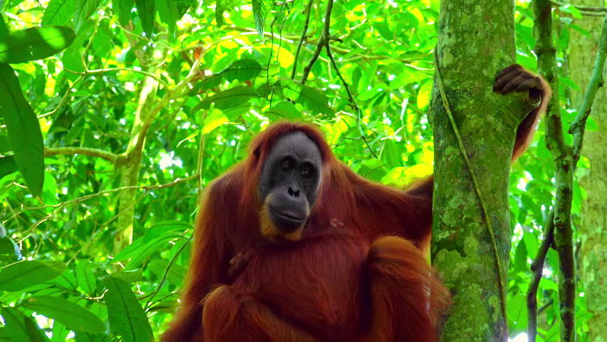 Orangutan great ape image - Free stock photo - Public Domain photo ...