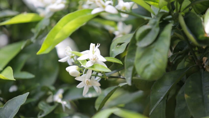 Header of orangery