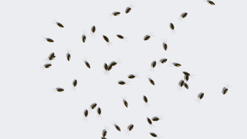 Running bug. Running bug