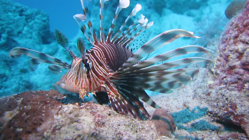 Image of a lionfish hoovering above the substrate