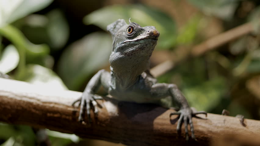 The Common Basilisk (Basiliscus Basiliscus) Is A Lizard Found In ...