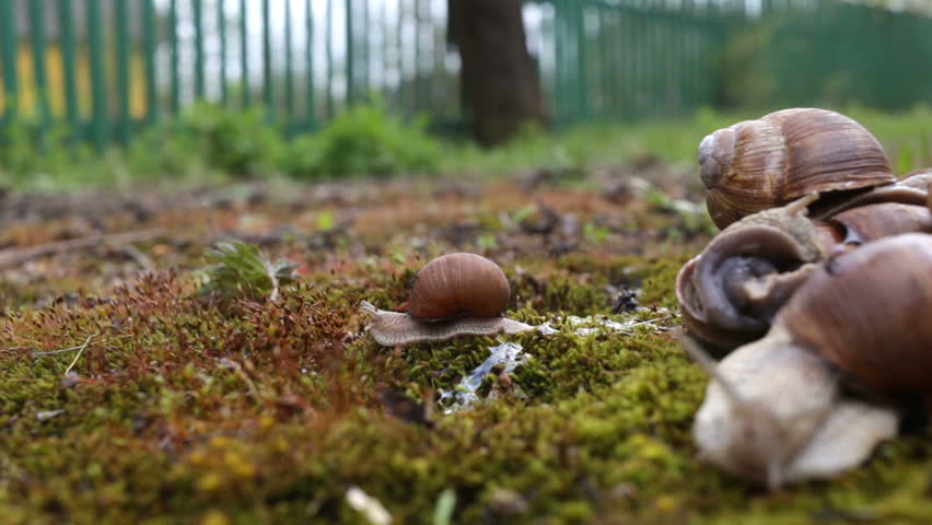 Header of sporophyte