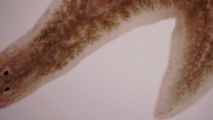 Header of flatworm