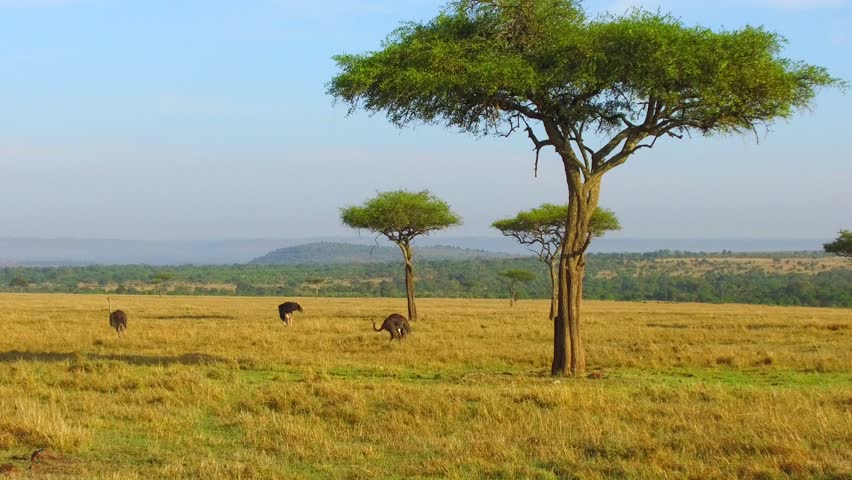 Trees in the landscape in Kenya on the Plains image - Free stock photo ...