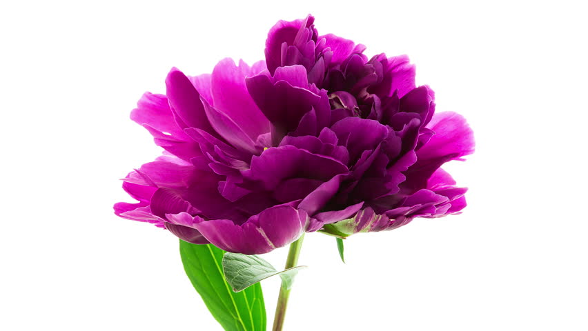 Poppy Peony Double Mixed, , Beautiful Flowers, Red Pink