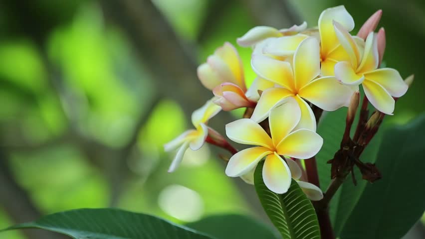Pink, Yellow and White Plumeria Stock Footage Video (100% Royalty,free) 26752819