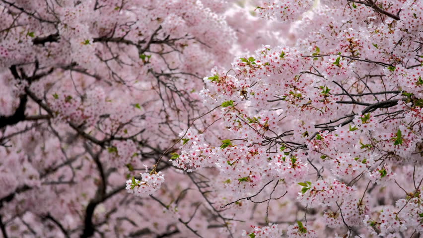 Blooming Sakura Cherry Blossom Background In Spring, South Korea Stock ...