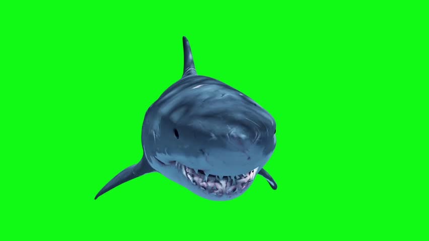 Megalodon Shark Stock Footage Video | Shutterstock