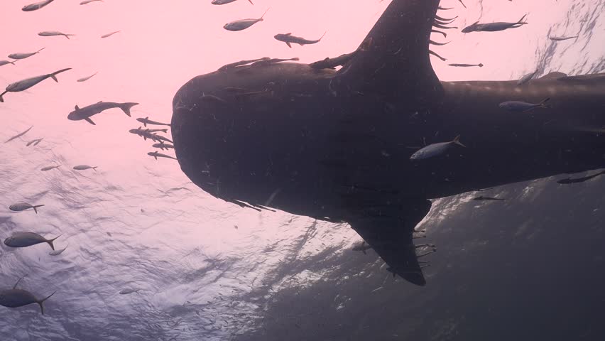Header of bellow