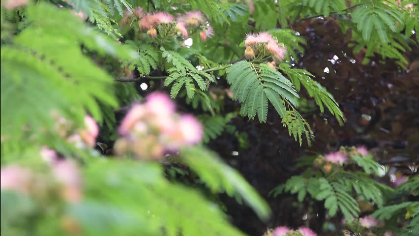 Header of Albizia