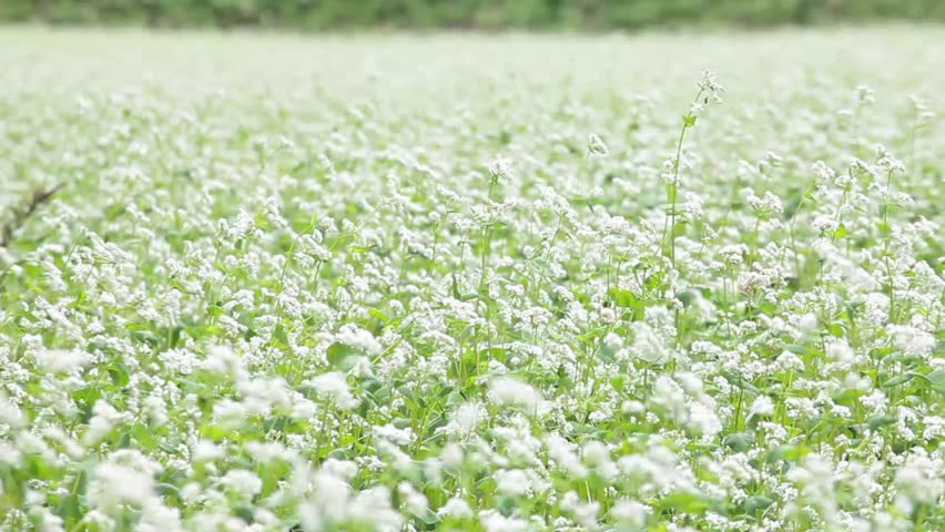 Header of buckwheat