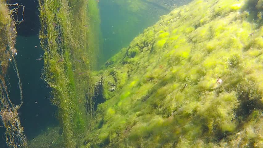 Green Sea Plants In Fjord Stock Footage Video 2748575 | Shutterstock