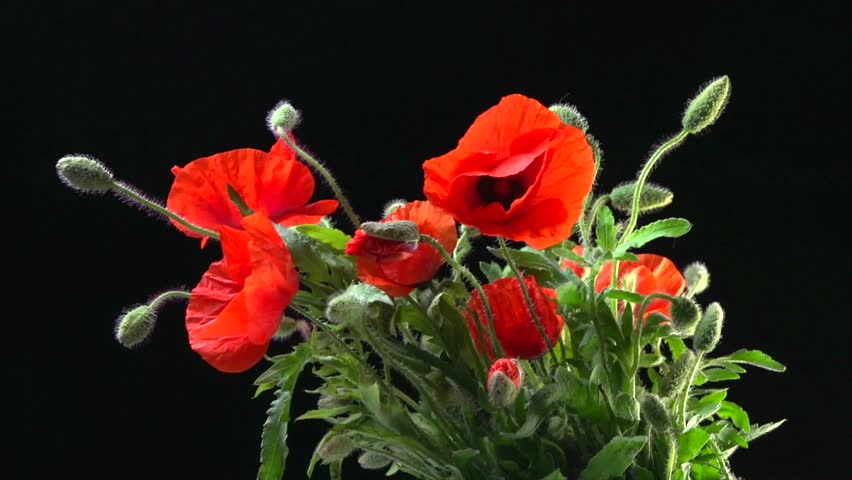 Beautiful Spring Red Poppy Flower Bunch Blossom Timelapse Close